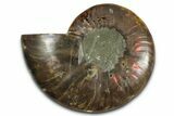 Cut & Polished Ammonite Fossil (Half) - Madagascar #349079-1